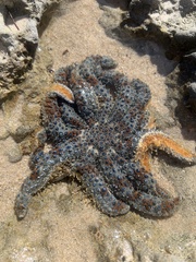 Coscinasterias muricata