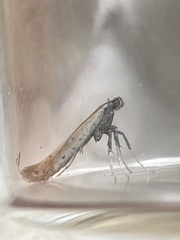 Aspilapteryx tringipennella