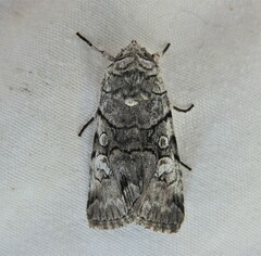 Sympistis chionanthi