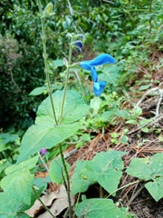 Salvia patens
