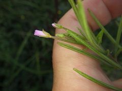 Epilobium adenocaulon