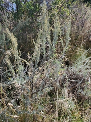 Artemisia tridentata