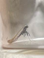 Aspilapteryx tringipennella