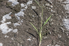 Panicum capillare