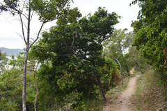 Huberantha nitidissima