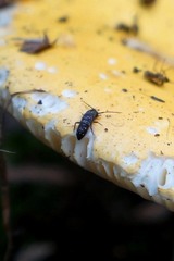 Tomocerinae
