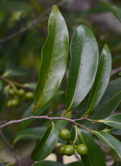 Huberantha nitidissima