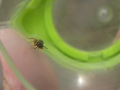 Nomada