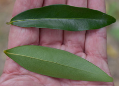 Huberantha nitidissima