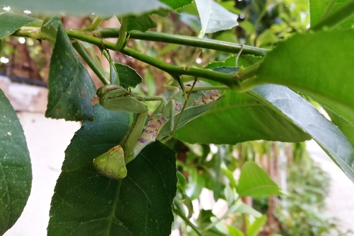 Giant Asian Mantis (Hierodula tenuidentata) photo 5