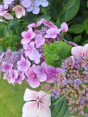 Hydrangea macrophylla