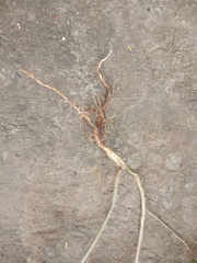 Sida rhombifolia