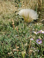 Tragopogon dubius