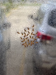 Leptoglossus zonatus