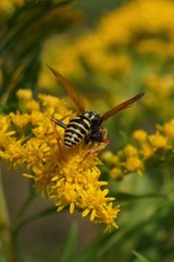 Polistes