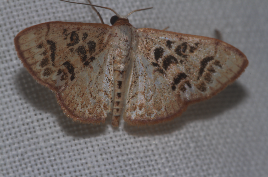 Idaea combinata