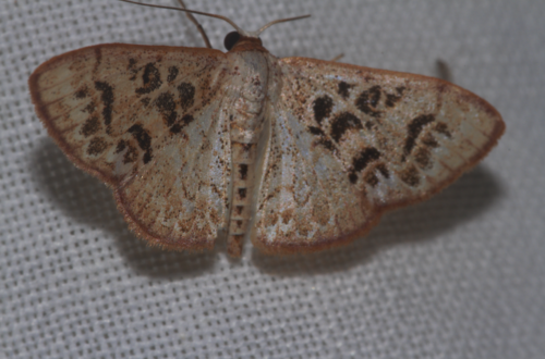 Idaea combinata