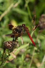 Sympetrum pedemontanum