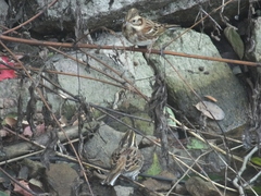 Emberiza chrysophrys