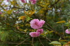 Prunus serrulata