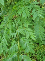 Koelreuteria bipinnata