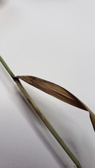 Bromus inermis