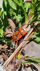 Spilostethus pandurus