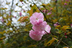 Prunus serrulata