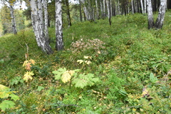 Heracleum dissectum