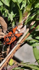 Spilostethus pandurus