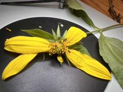 Helianthus decapetalus