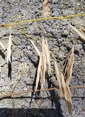 Bromus inermis