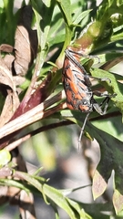 Spilostethus pandurus
