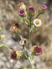 Erigeron apiculatus