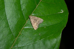 Herminia annulata