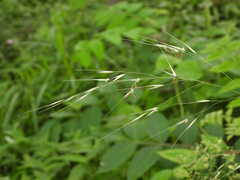 Achnatherum pekinense