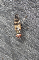 Ceroxys urticae