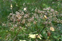 Heracleum dissectum