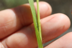 Panicum capillare