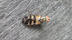 Ceroxys urticae