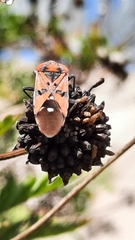 Spilostethus pandurus