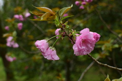 Prunus serrulata