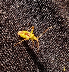 Harmostes reflexulus