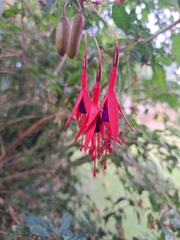 Fuchsia magellanica