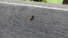Ceroxys urticae