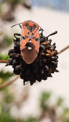 Spilostethus pandurus