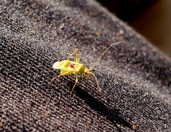 Harmostes reflexulus