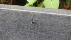 Ceroxys urticae