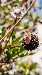 Spilostethus pandurus