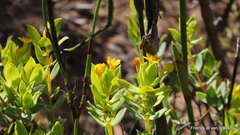 Gnidia styphelioides